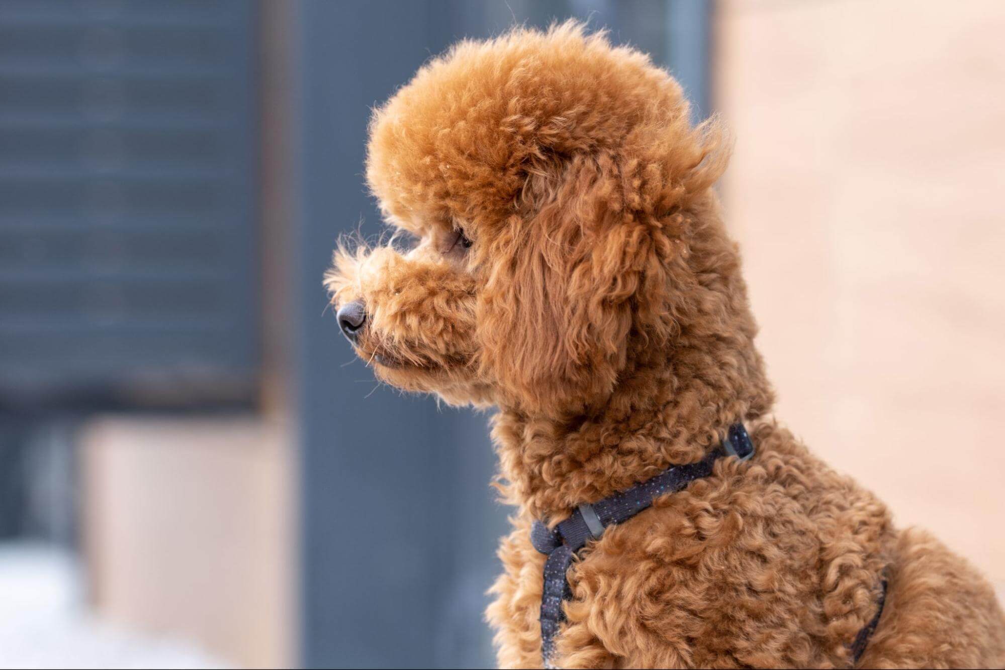 268. AI - small-dog-breeds-with-high-intelligence-1