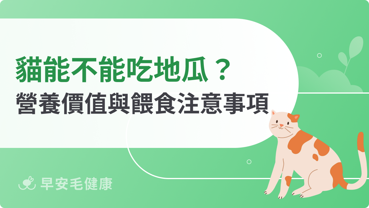 貓能不能吃地瓜?營養價值、餵食方式與注意事項一次看