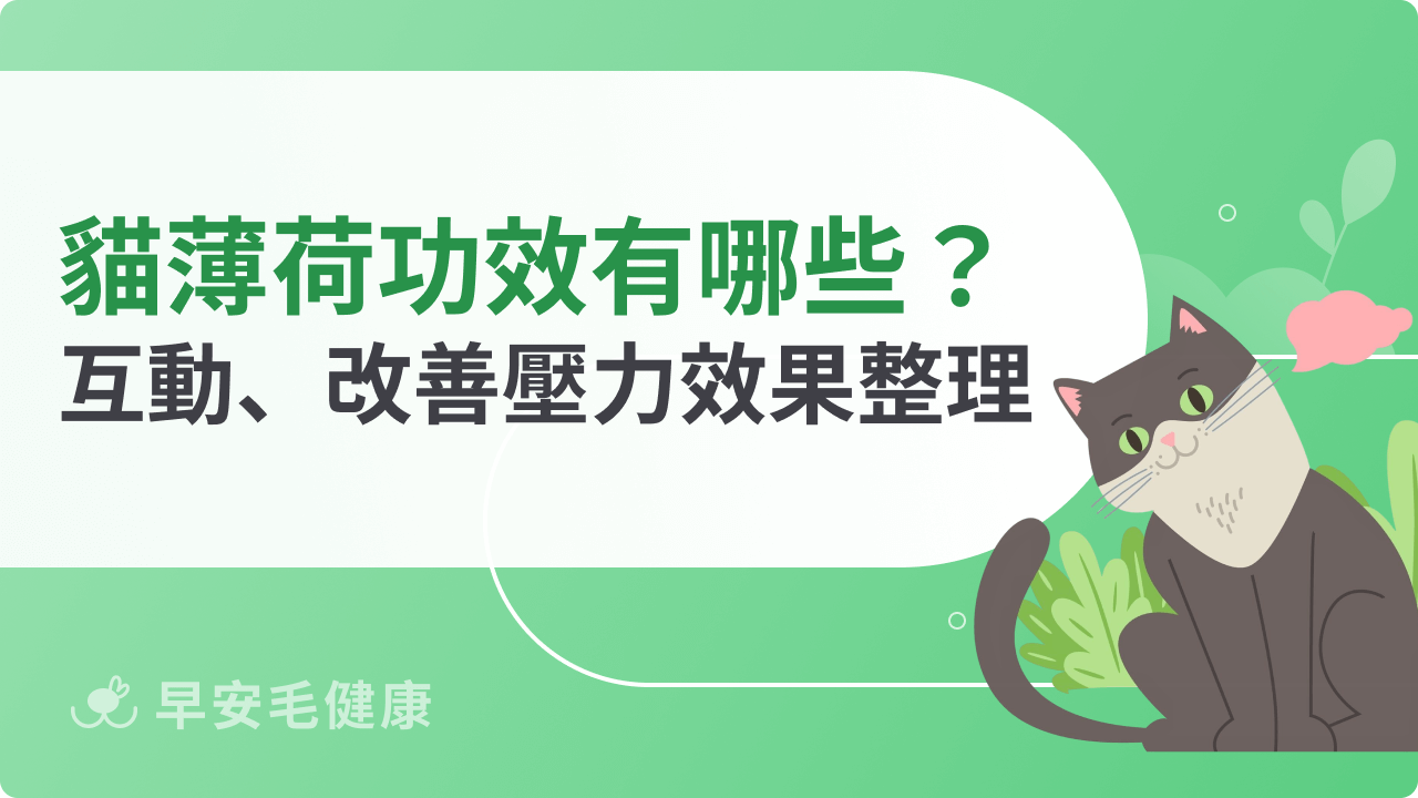 貓薄荷功效超乎想像!提升互動樂趣與改善壓力的祕密武器
