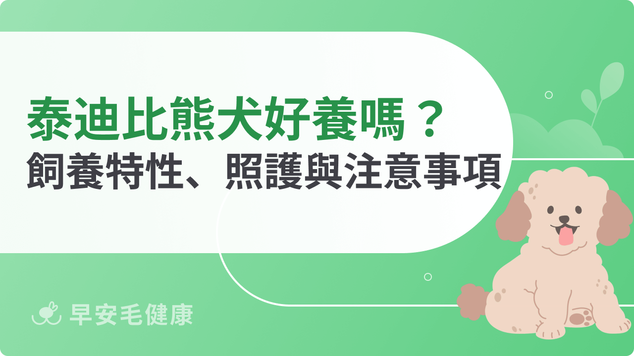 泰迪比熊犬好養嗎?飼養特性、日常照護與注意事項全攻略