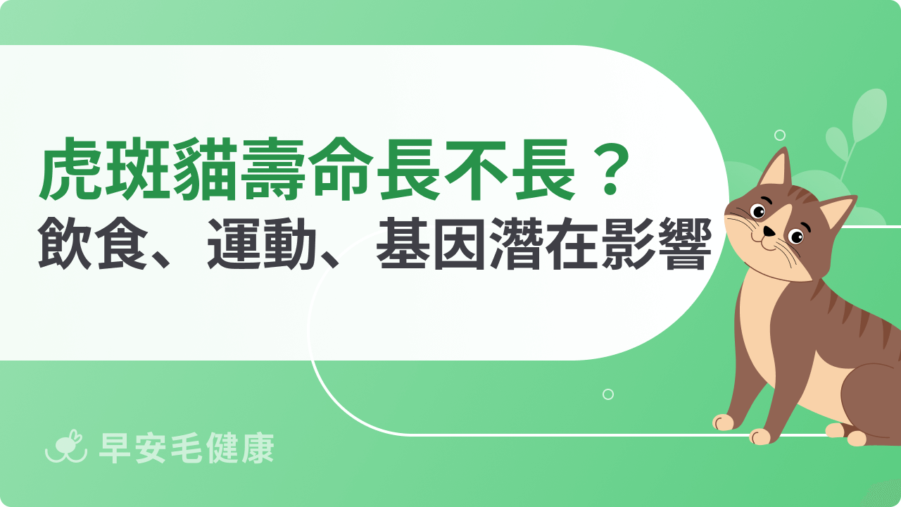 虎斑貓壽命長不長?飲食、運動、基因都是潛在影響因子!