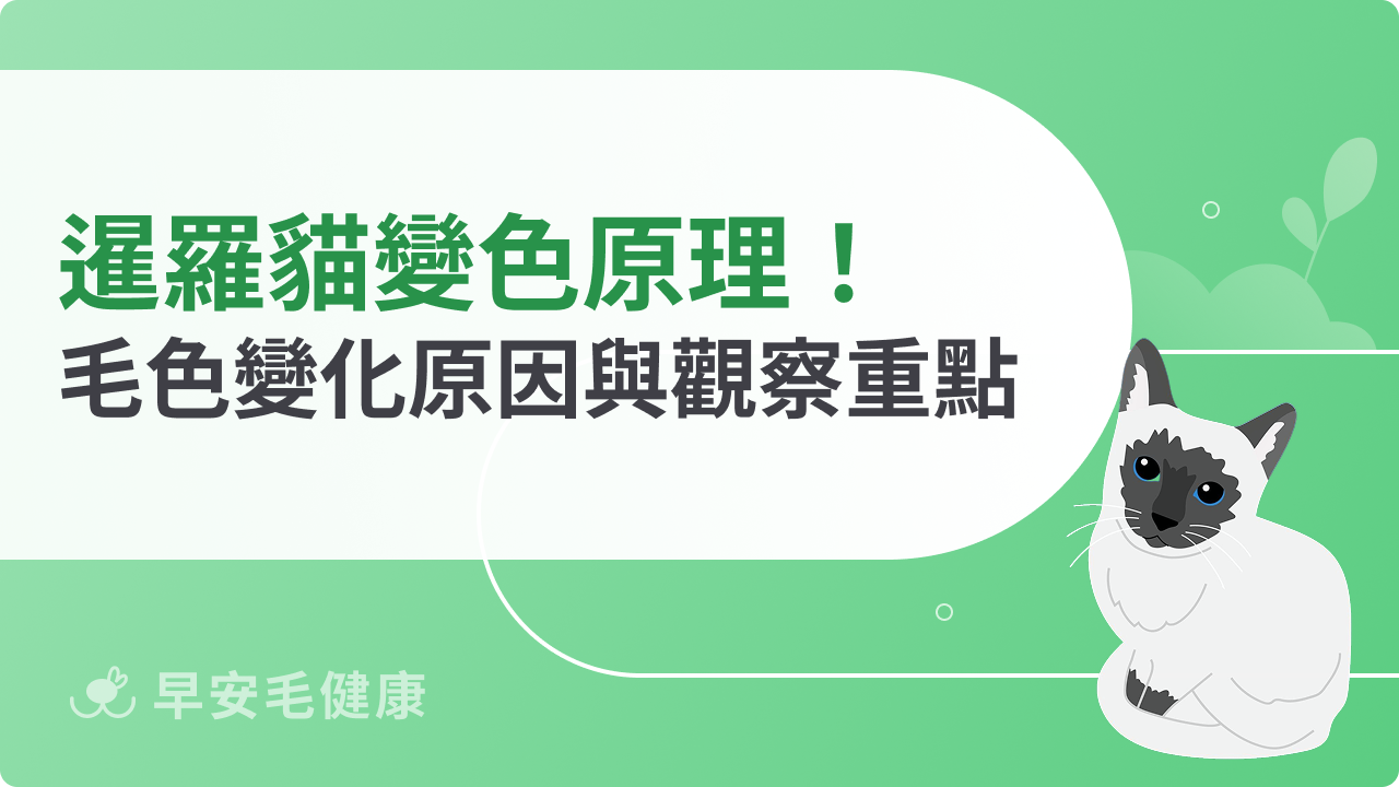 暹羅貓變色原理大公開!解析暹羅貓毛色變化原因與觀察重點