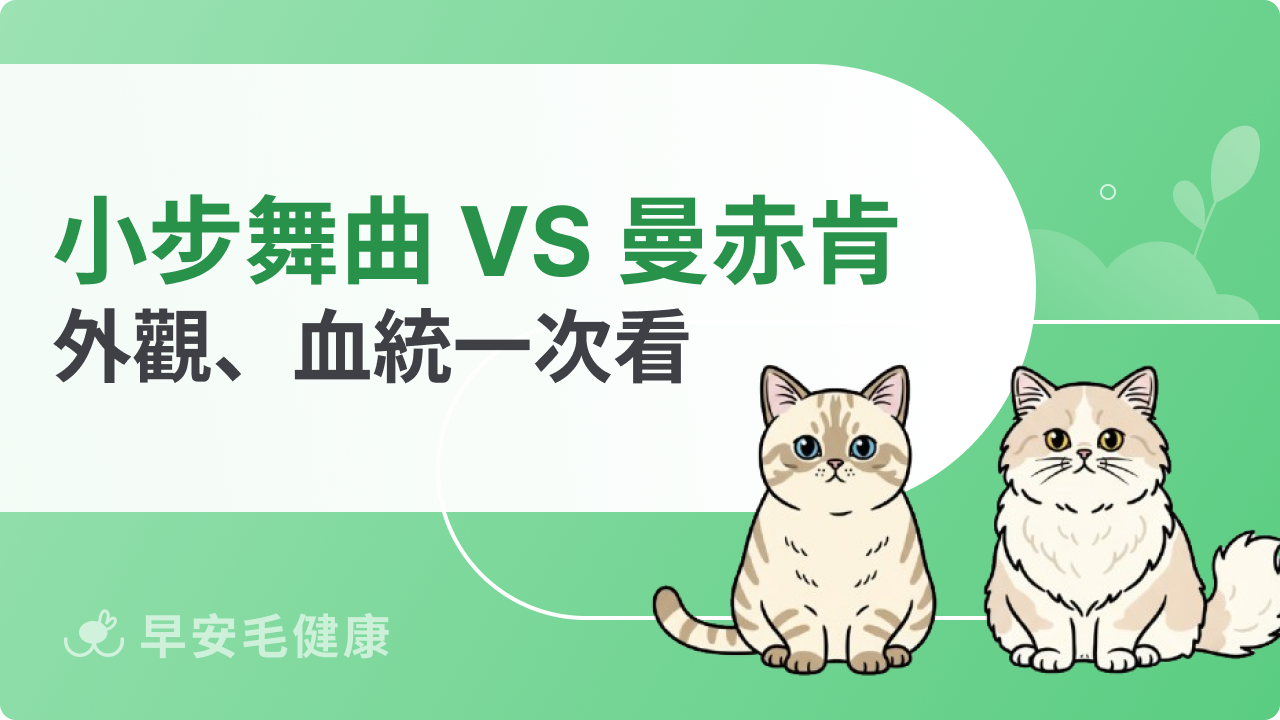 小步舞曲貓跟曼赤肯差別在哪?血統與特徵一次看懂
