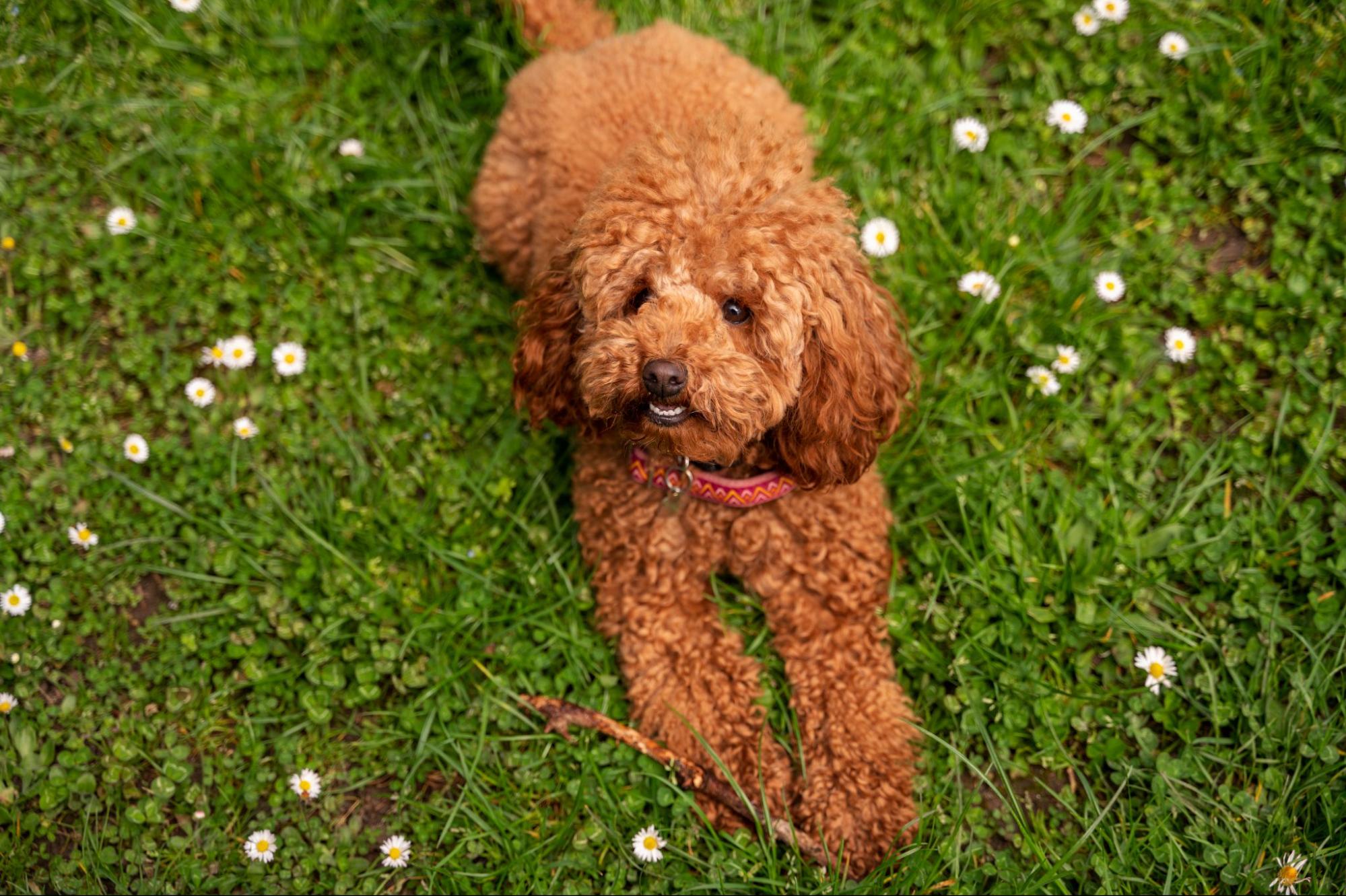 242. AI - poodle-price-1