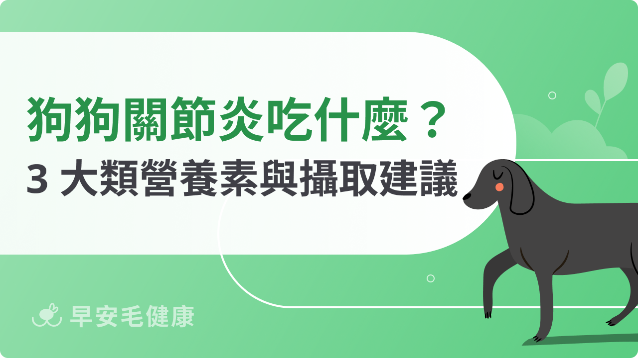 狗狗關節炎吃什麼?3 大類營養素與攝取建議