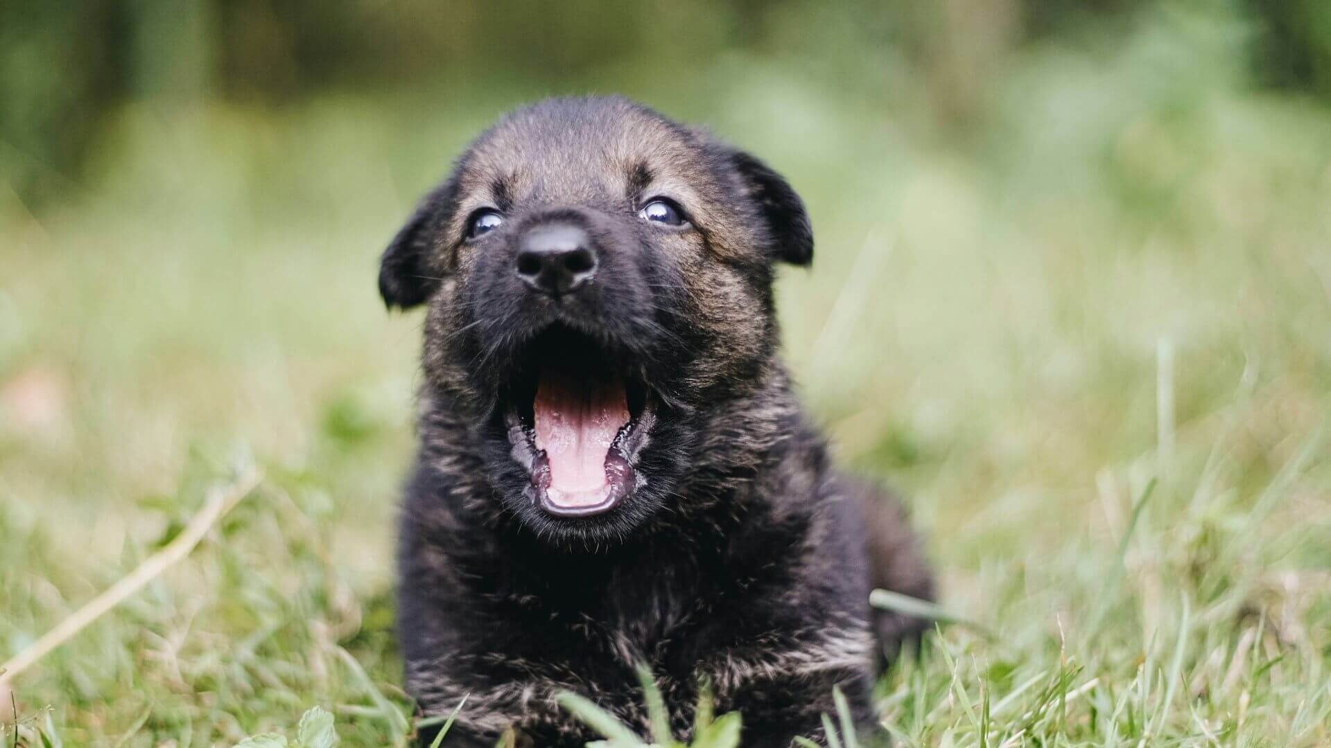 42. dog-whining-all-the-time-2