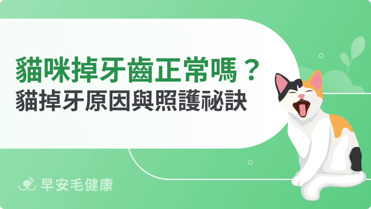 貓咪掉牙齒正常嗎?揭開貓咪掉牙背後的原因與照護祕訣
