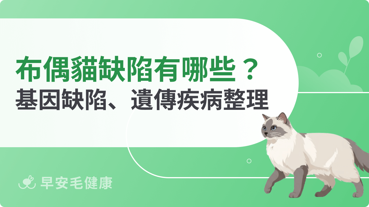 布偶貓缺陷有哪些?布偶貓缺點、遺傳疾病與飼養注意事項