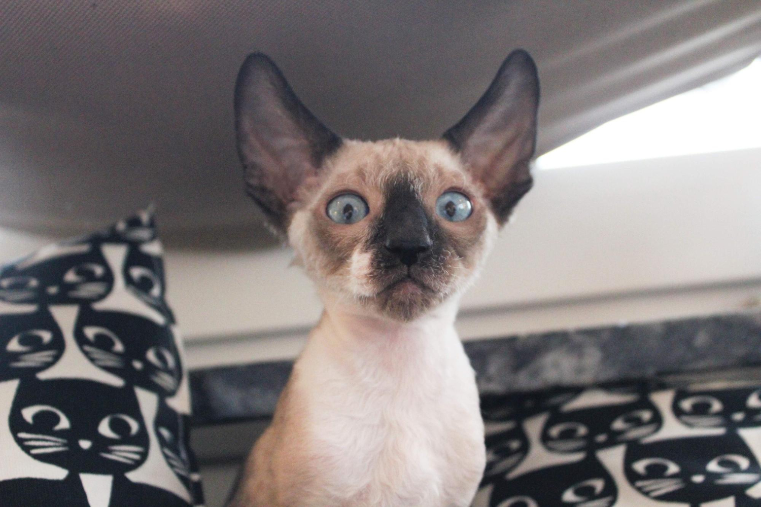 212. AI - siamese-cat-colors-3
