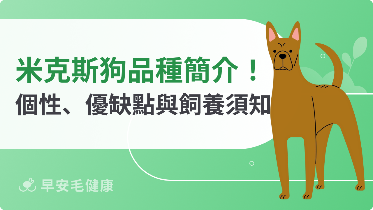 米克斯狗是什麼?帶你看懂混血毛孩的獨特魅力與飼養優勢