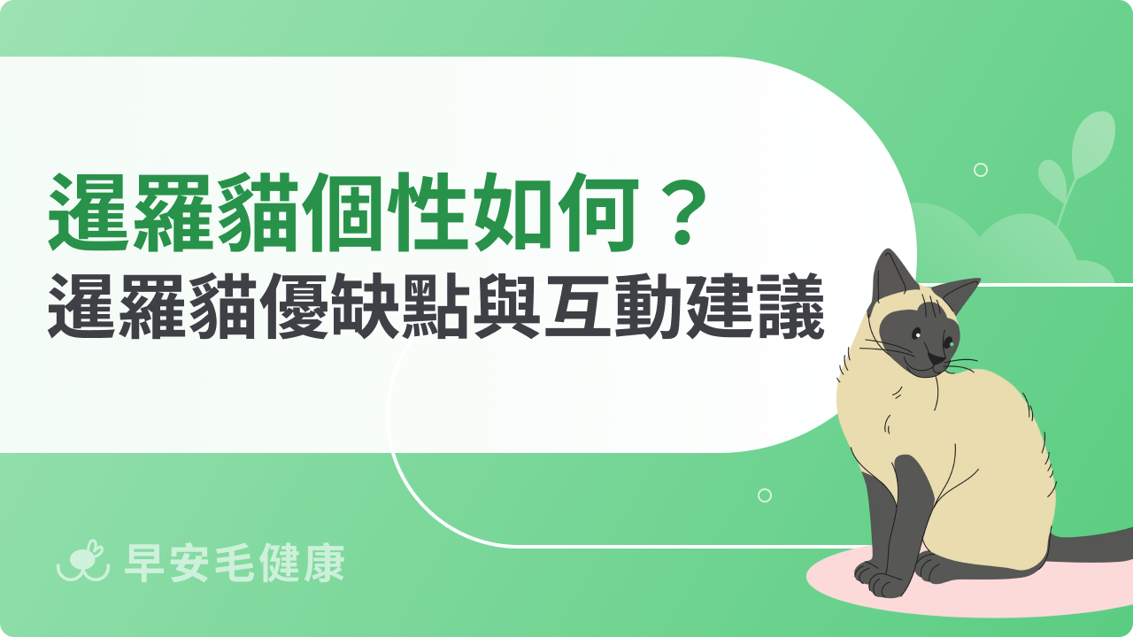 暹羅貓個性如何?暹羅貓優點、缺點與互動建議總整理