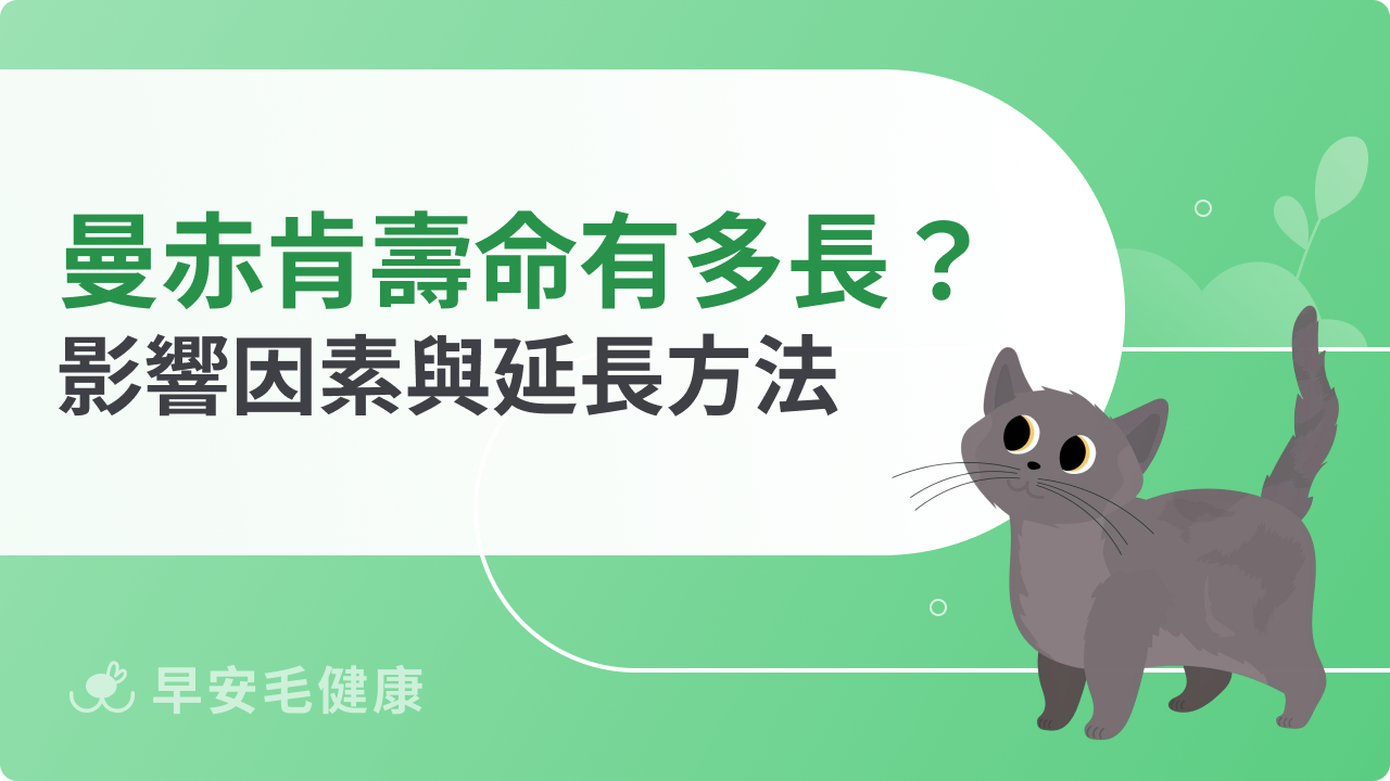 曼赤肯貓壽命有多長?影響因素與延長方法一次看