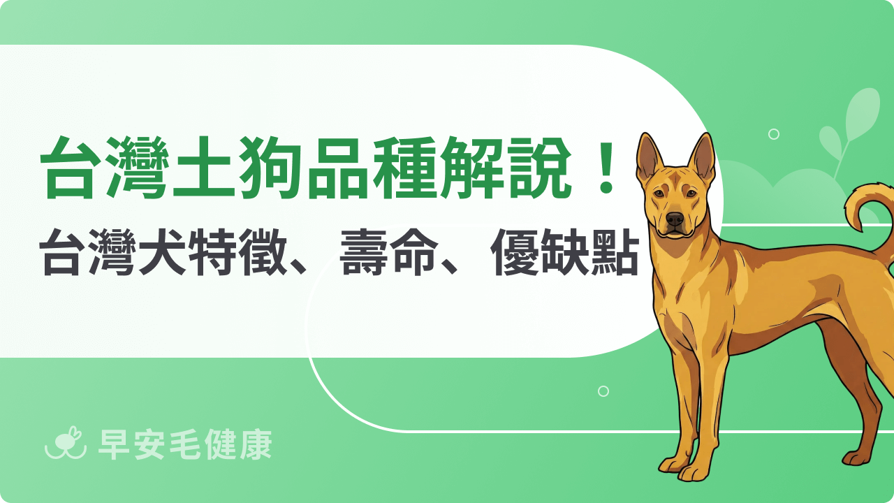 台灣土狗(台灣犬)與米克斯怎麼分?特徵、壽命與優缺點指南!