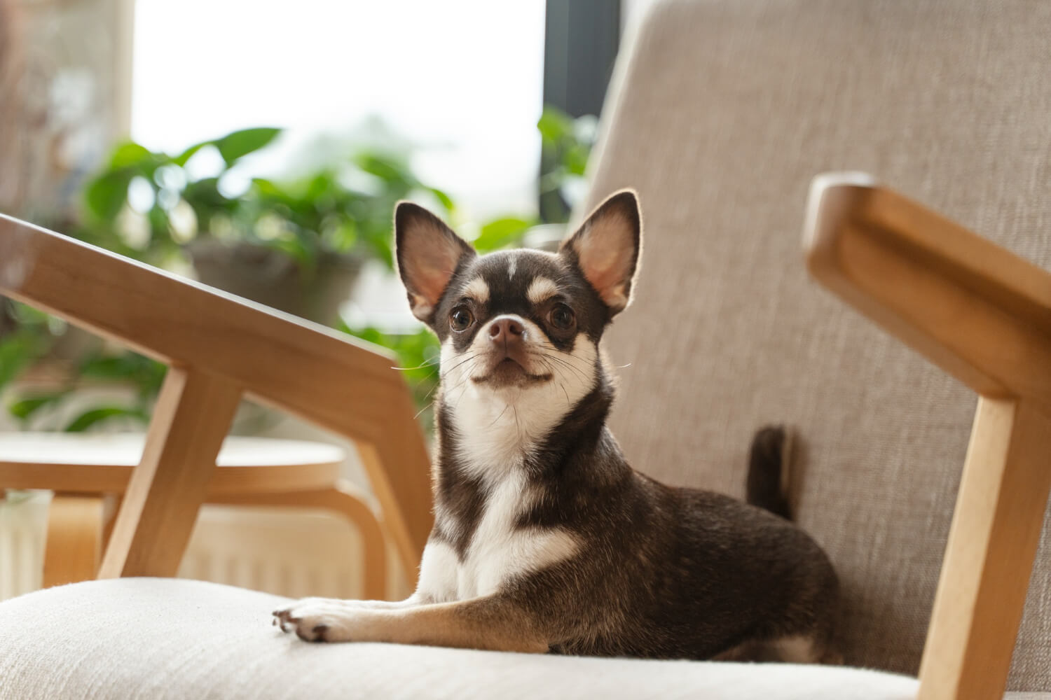 12.dog-age-conversion-guide- 2