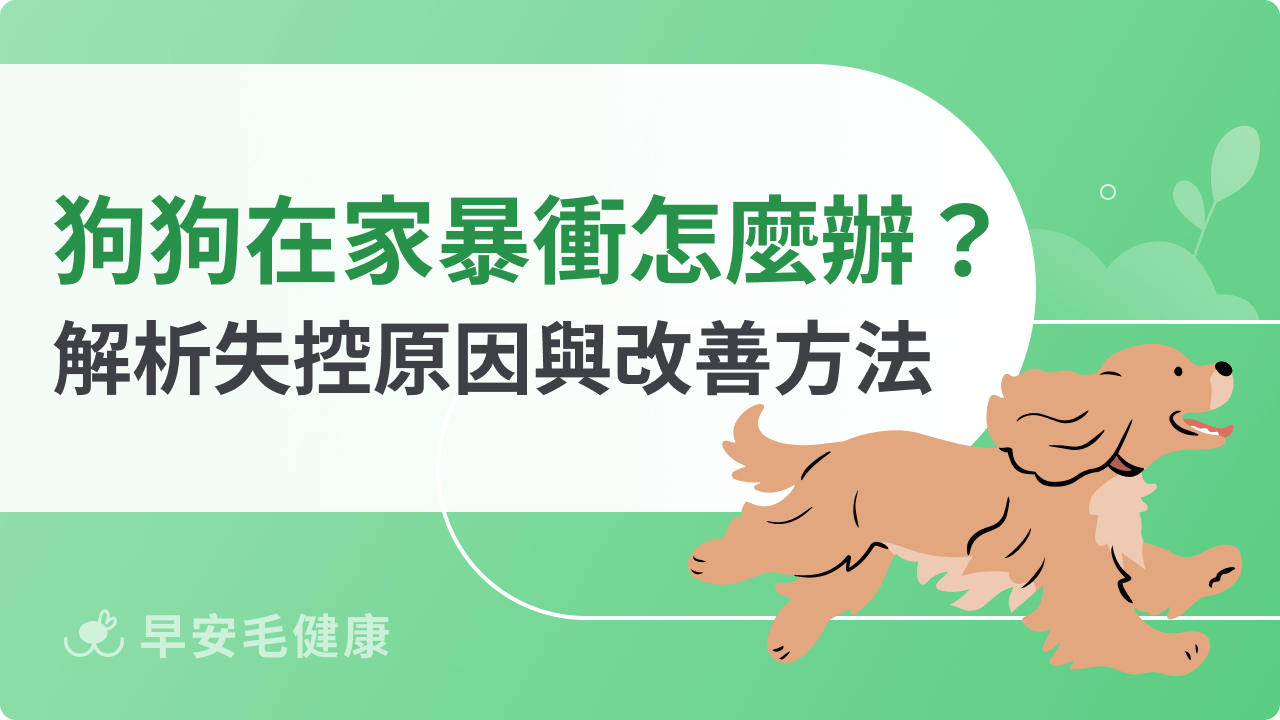 狗狗在家暴衝怎麼辦?解析狗狗失控的原因與改善方法