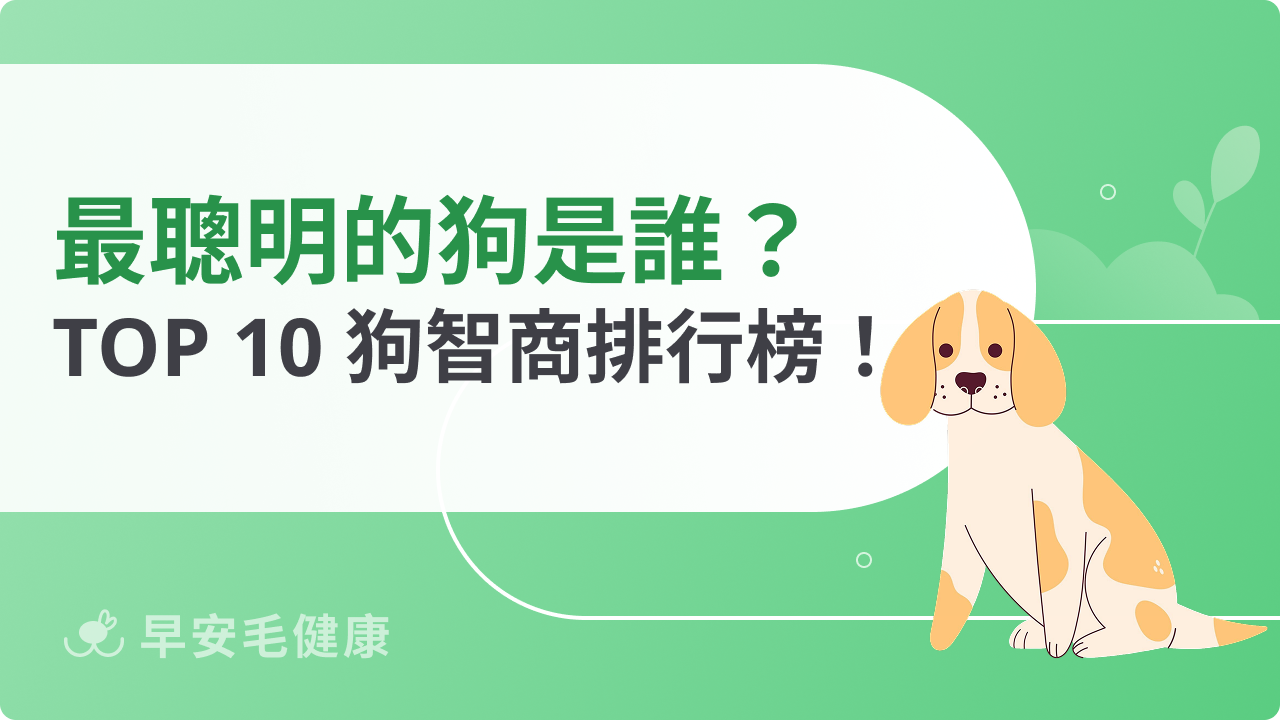 最聰明的狗是誰?TOP 10 狗智商排行榜公開!