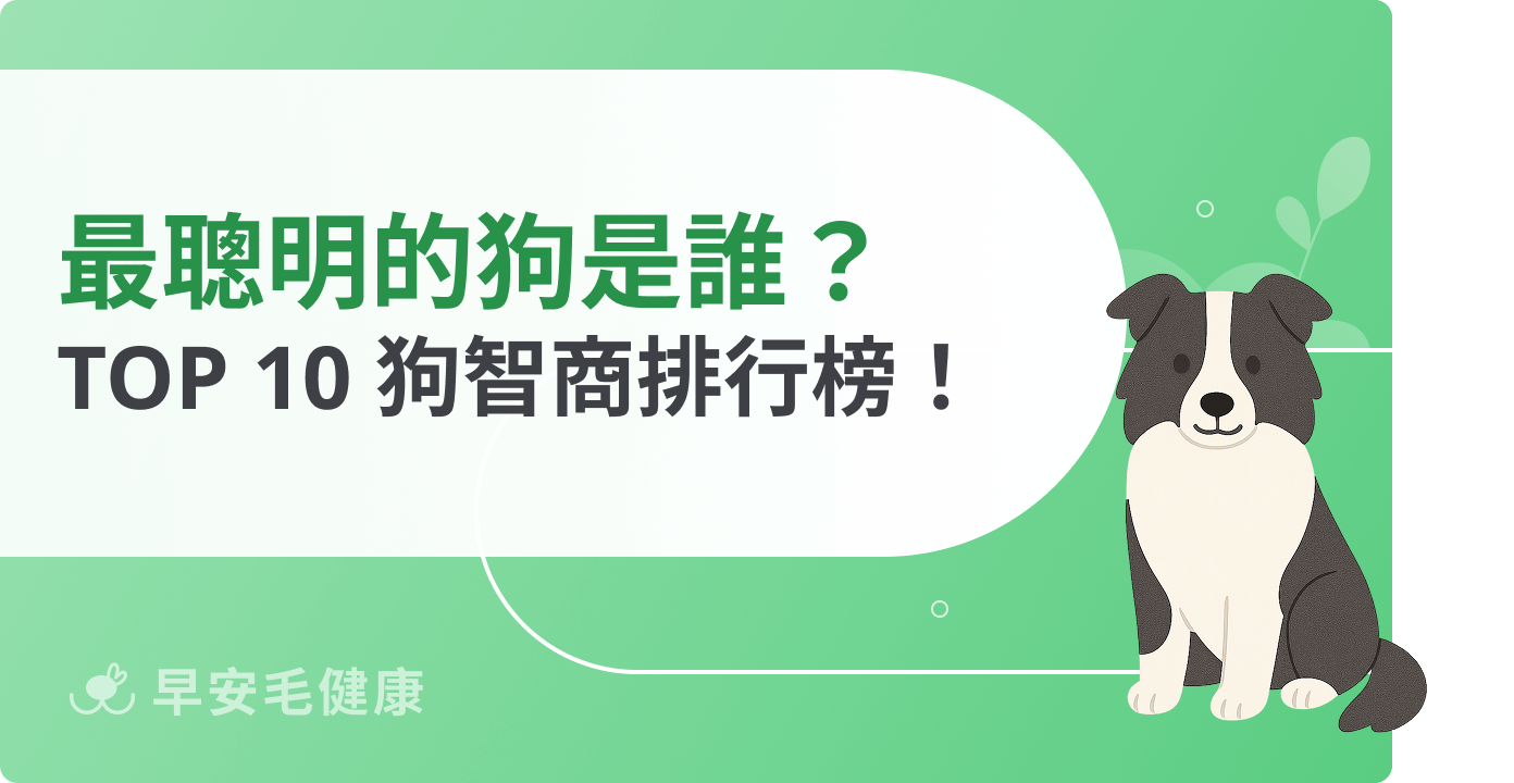 最聰明的狗是誰?TOP 10 狗智商排行榜、補腦營養推薦
