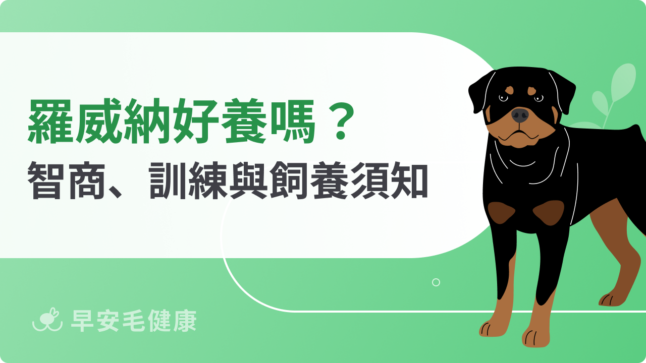 羅威納台灣可以養嗎?護衛犬特徵、智商、訓練與飼養缺點老實說