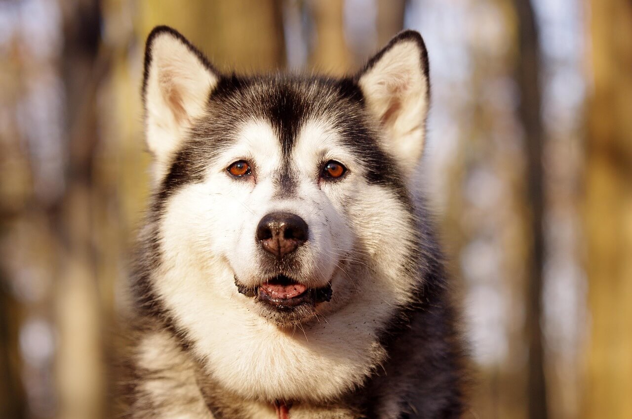 40. alaskan-malamute-guide-1