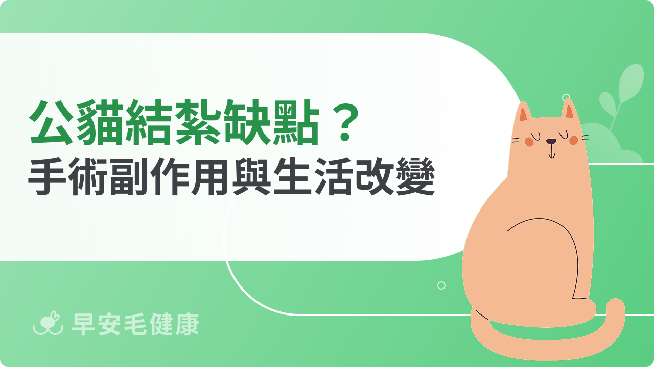 公貓結紮缺點有哪些?手術後可能出現的副作用與生活改變