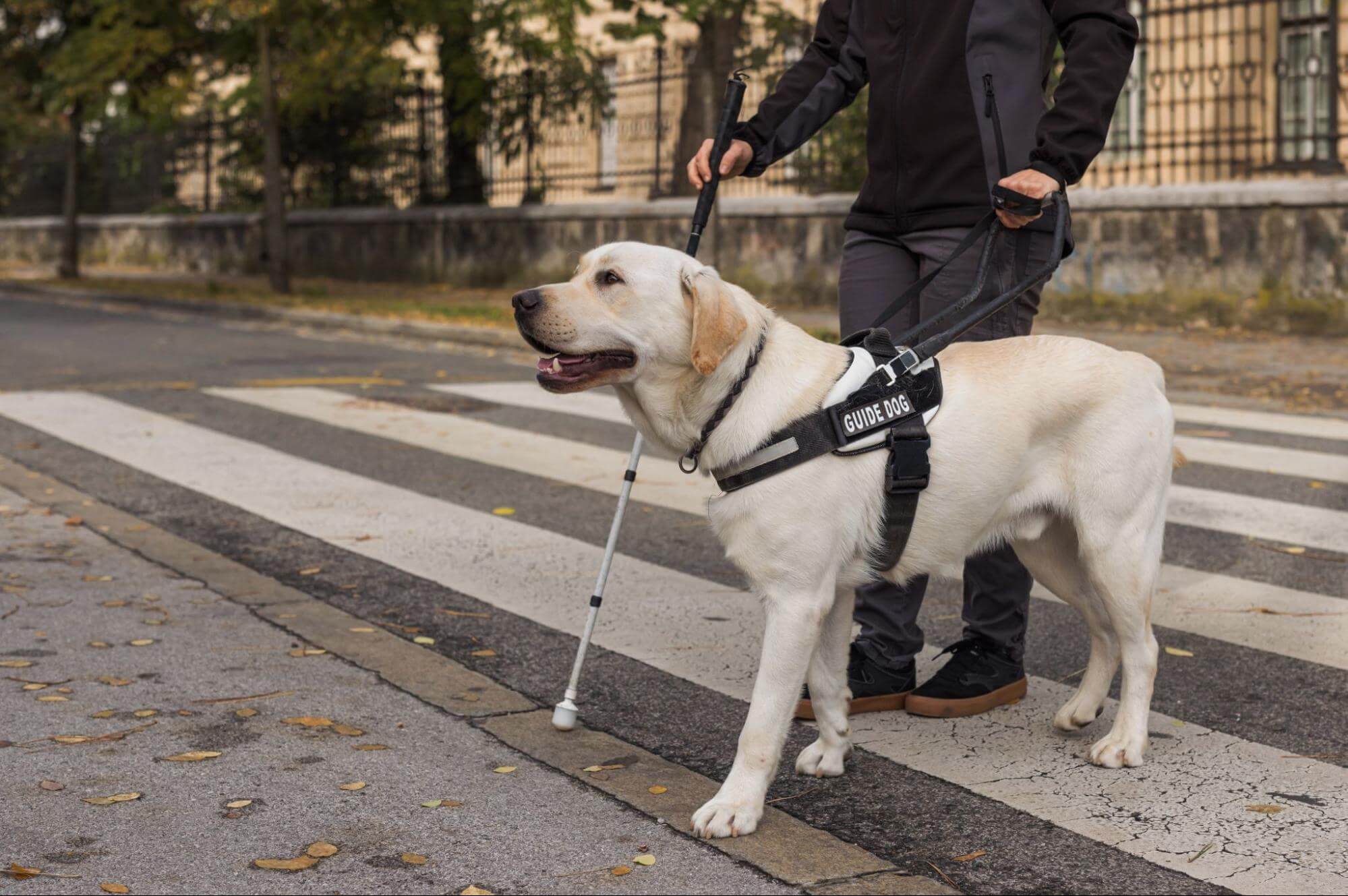 32. AI - working-dog-1