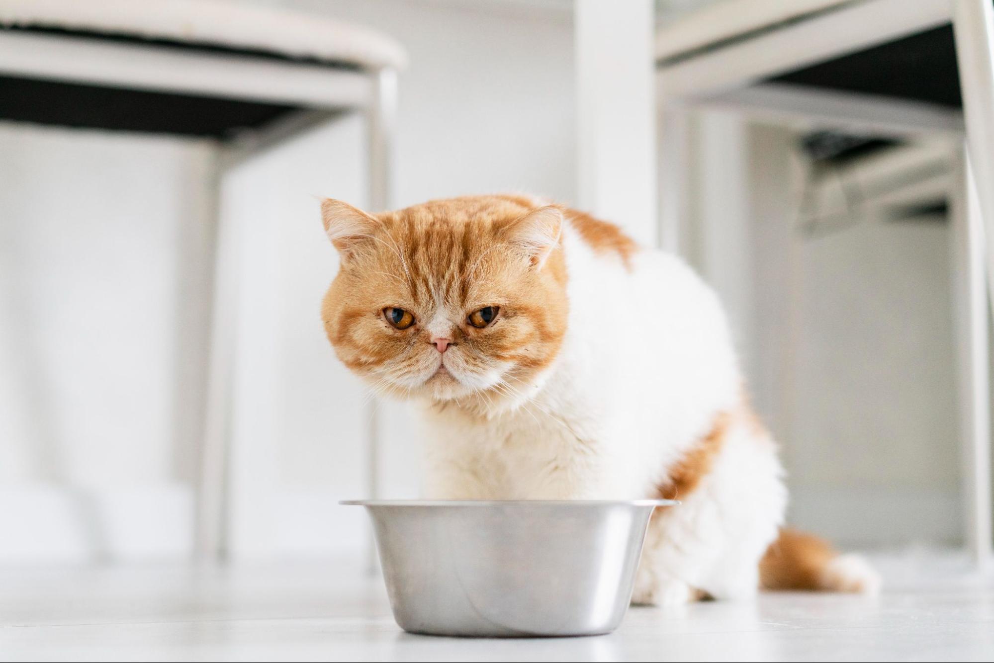 21. AI - can-cats-eat-sweet-potato-1