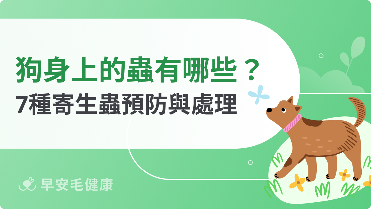 狗狗身上的蟲有哪些?7種狗狗寄生蟲種類與處理方法!