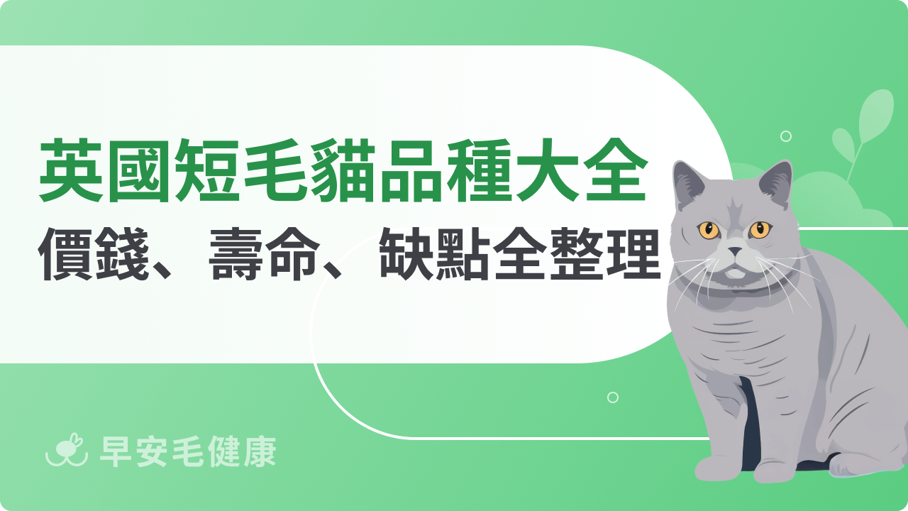 英國短毛貓品種大全:價錢、壽命、缺點全面整理!