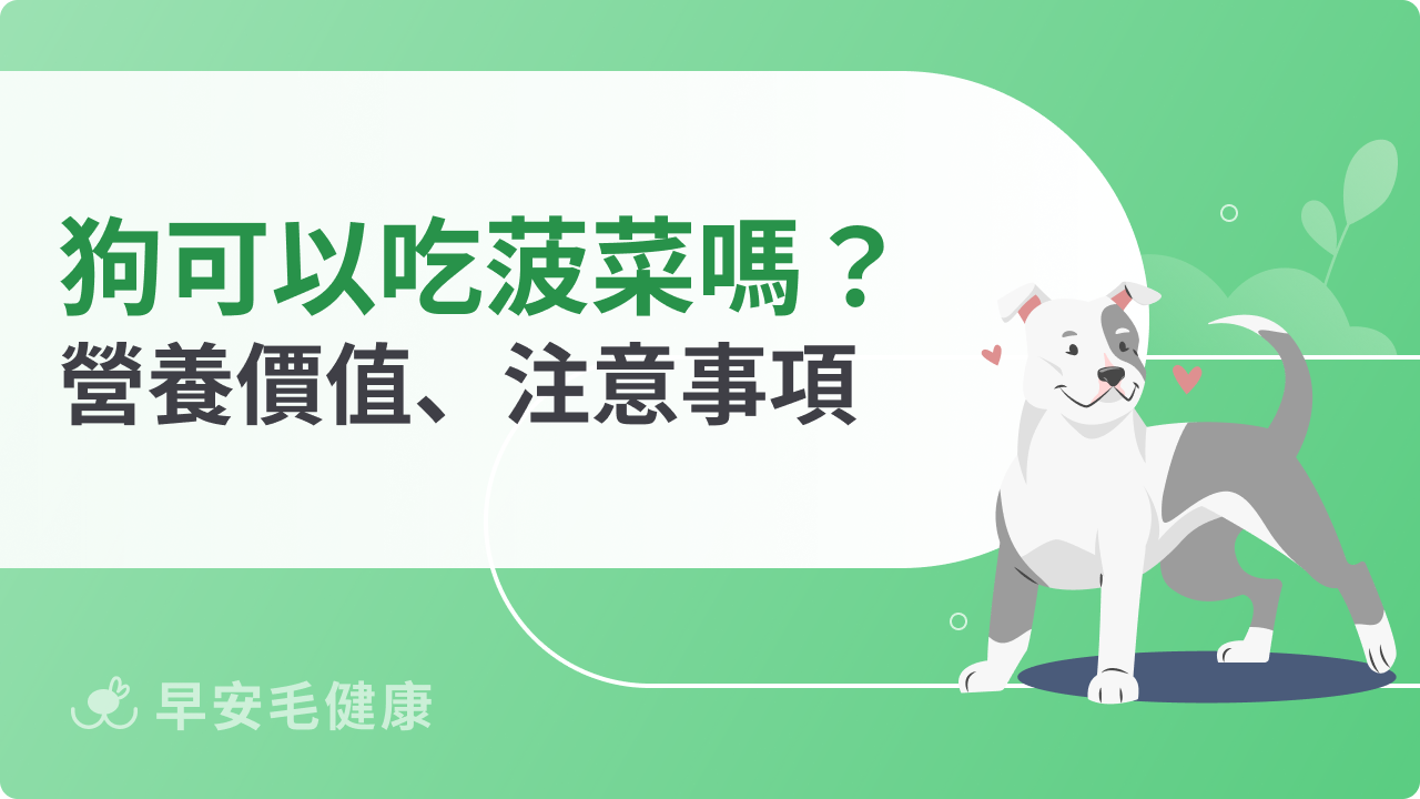 狗可以吃菠菜嗎?小心亂為恐傷腎,飼主必知餵食指南