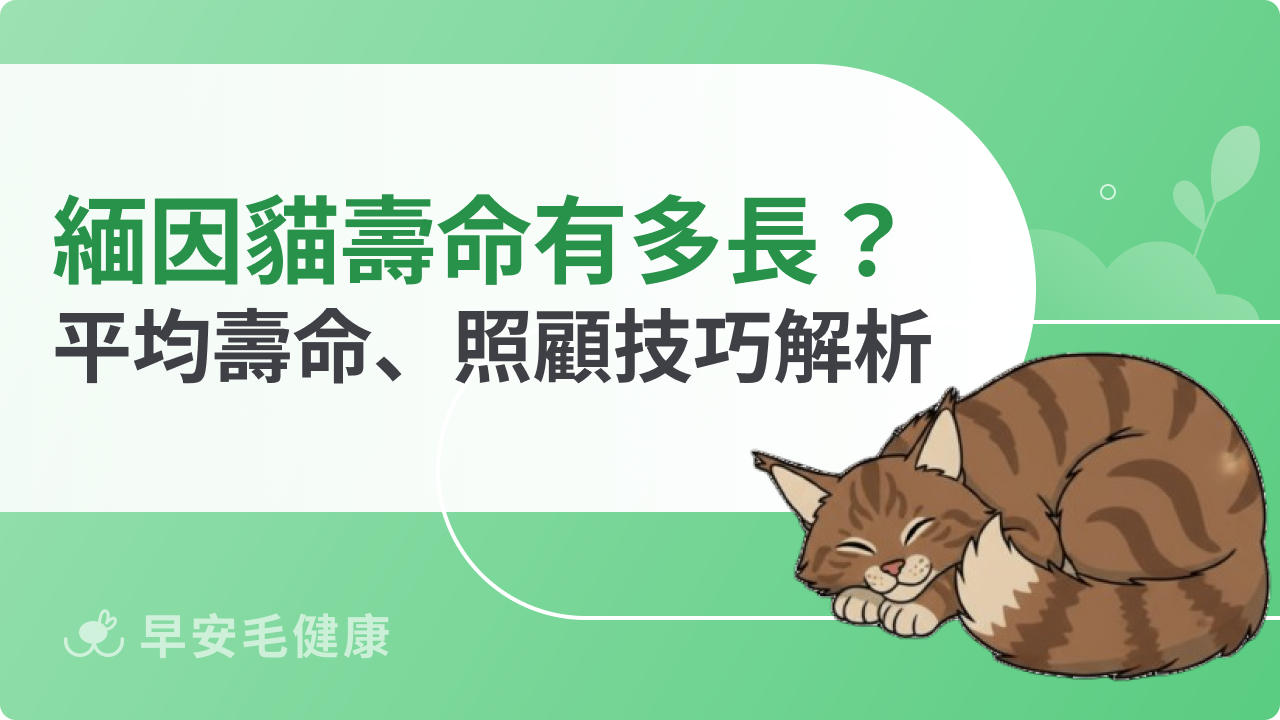 緬因貓壽命有多長?平均壽命、照顧技巧解析