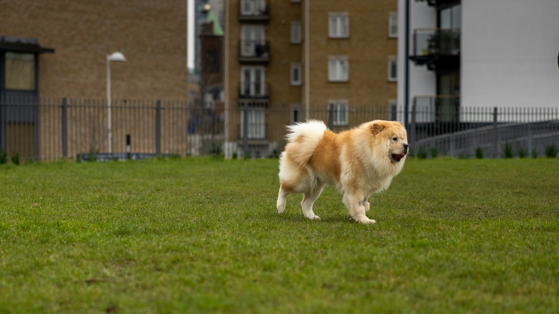 奶油色鬆獅犬跑在後院草地上