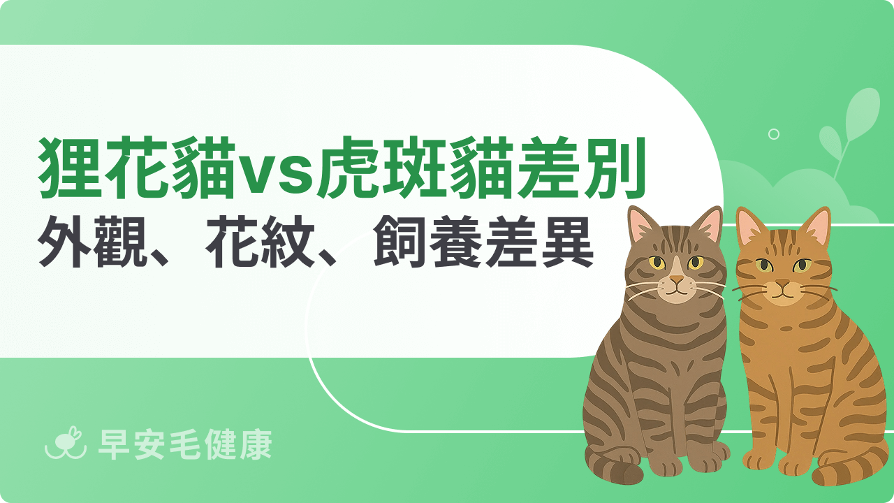 狸花貓vs虎斑貓分別差在哪?外觀、花紋、飼養差異通通看懂