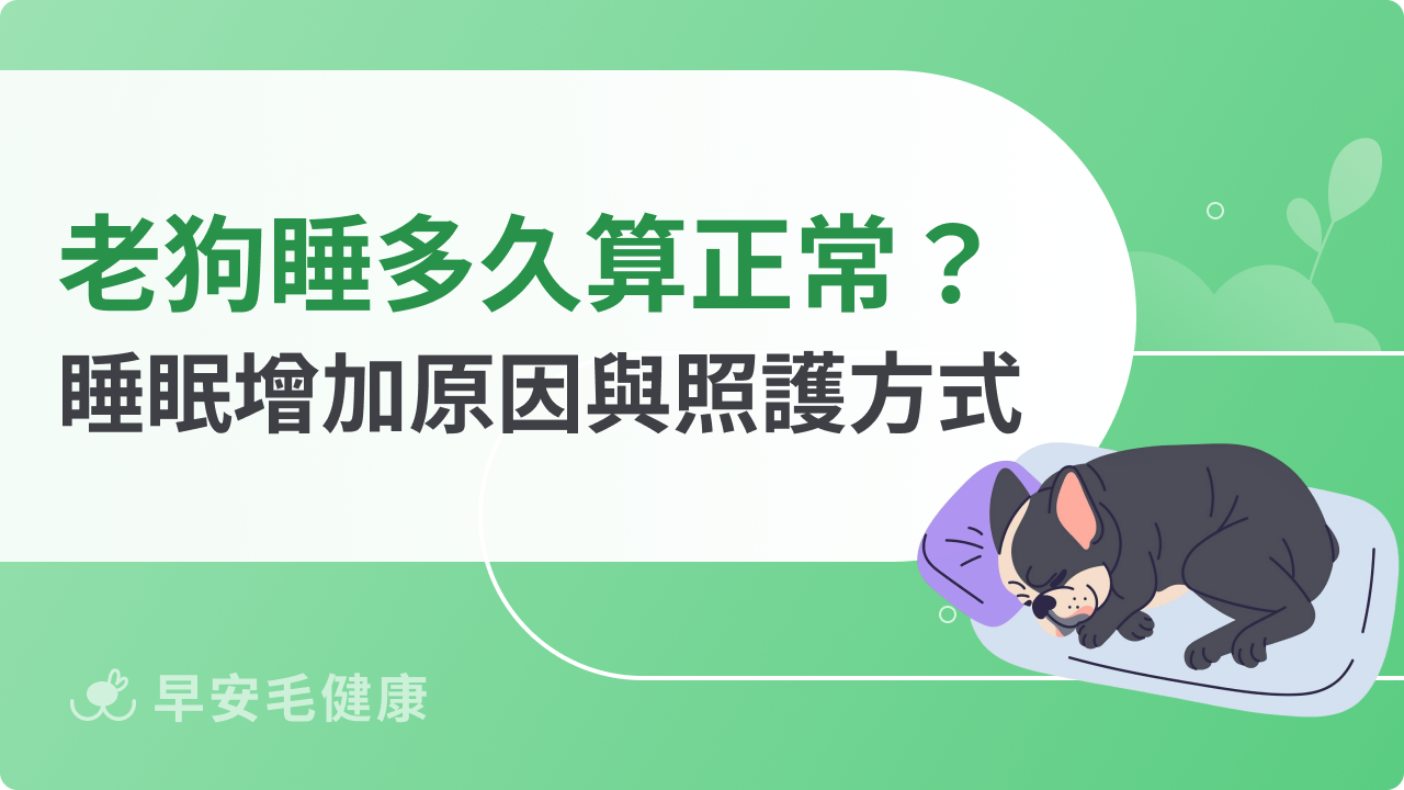 老狗睡眠時間多久算正常?解析狗狗睡眠增加原因與照護方式