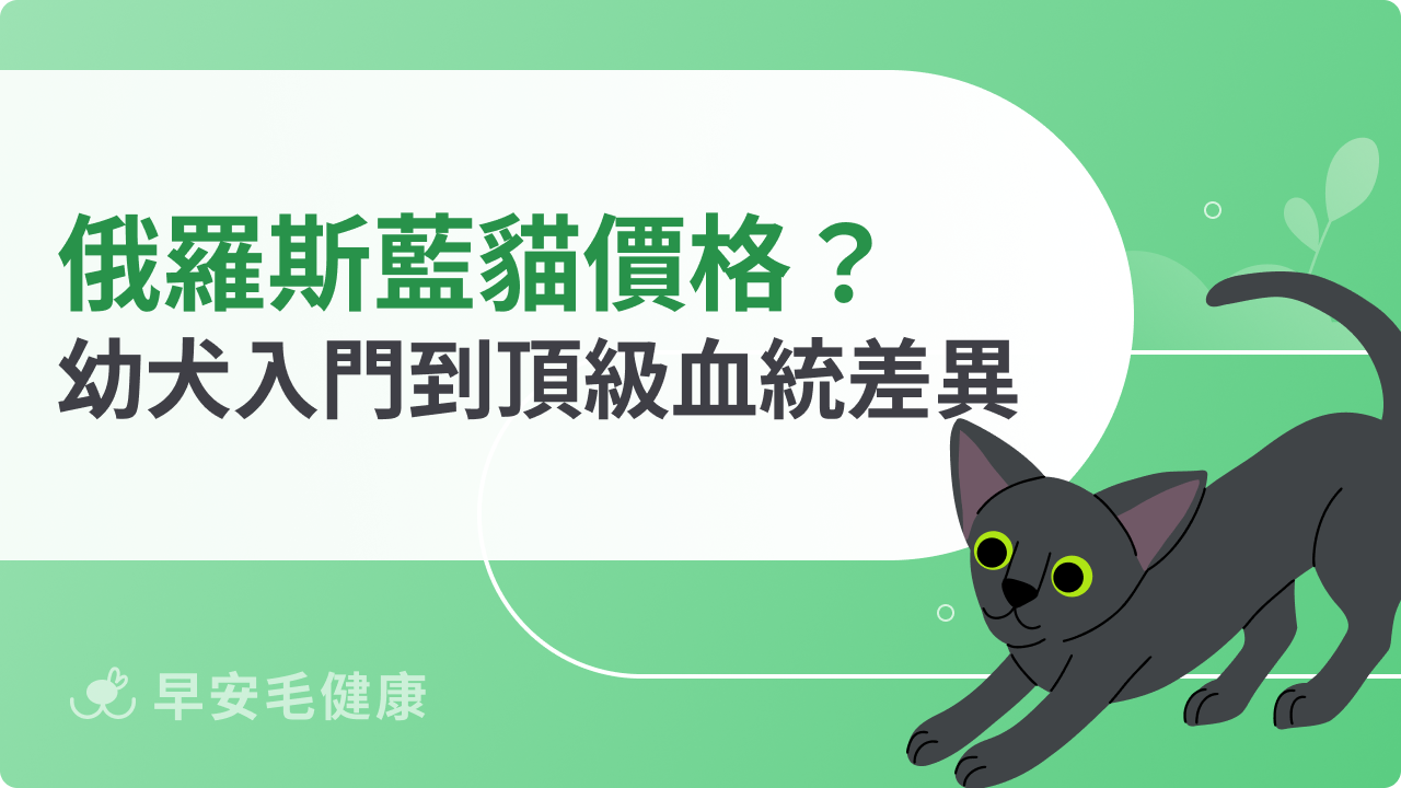 俄羅斯藍貓價格多少合理?普通貓咪到純種貴婦級的差距一次看懂