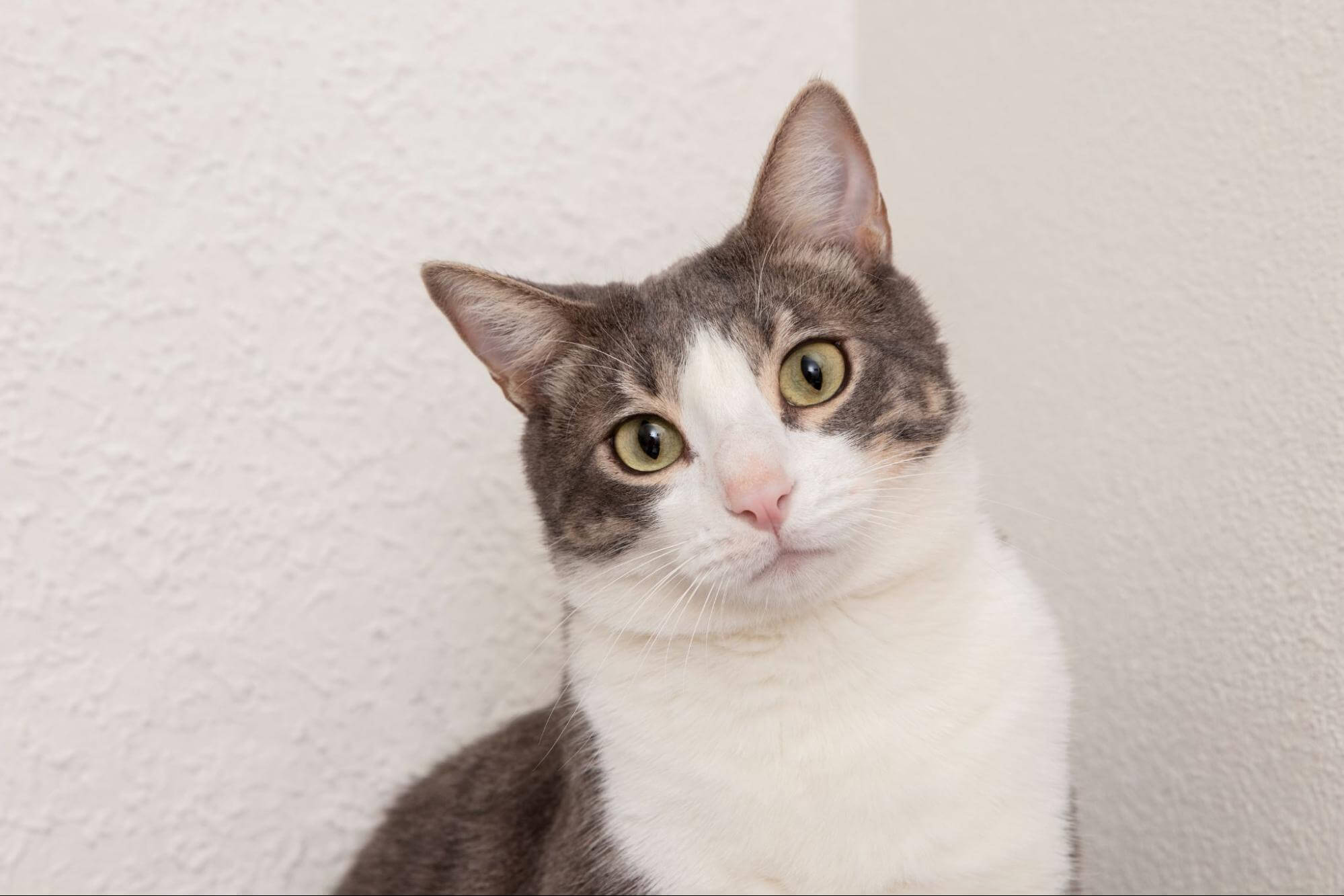 116. AI - how-often-should-you-clean-your-cats-ears-1