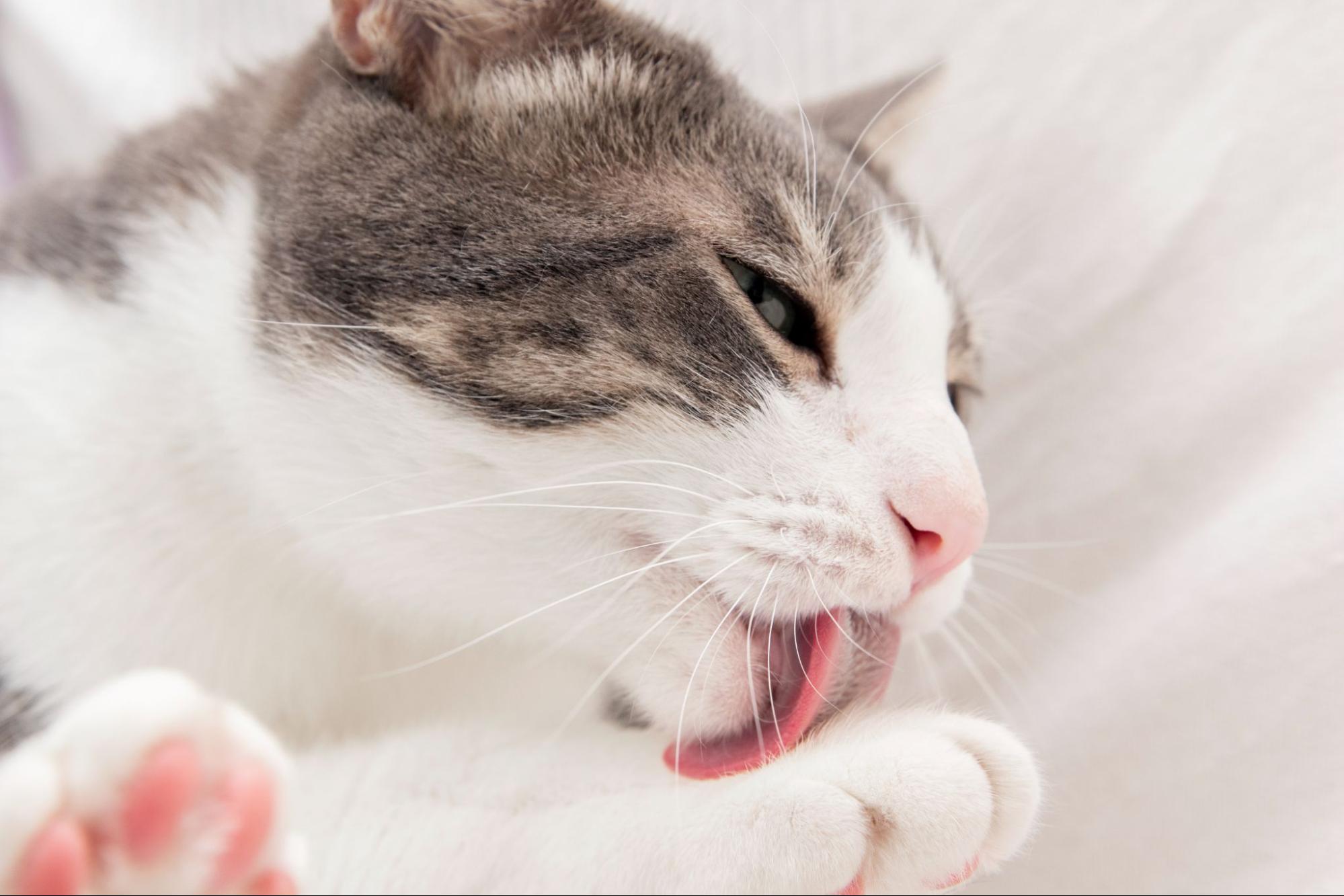 76. AI - cat-cant-cough-up-hairball