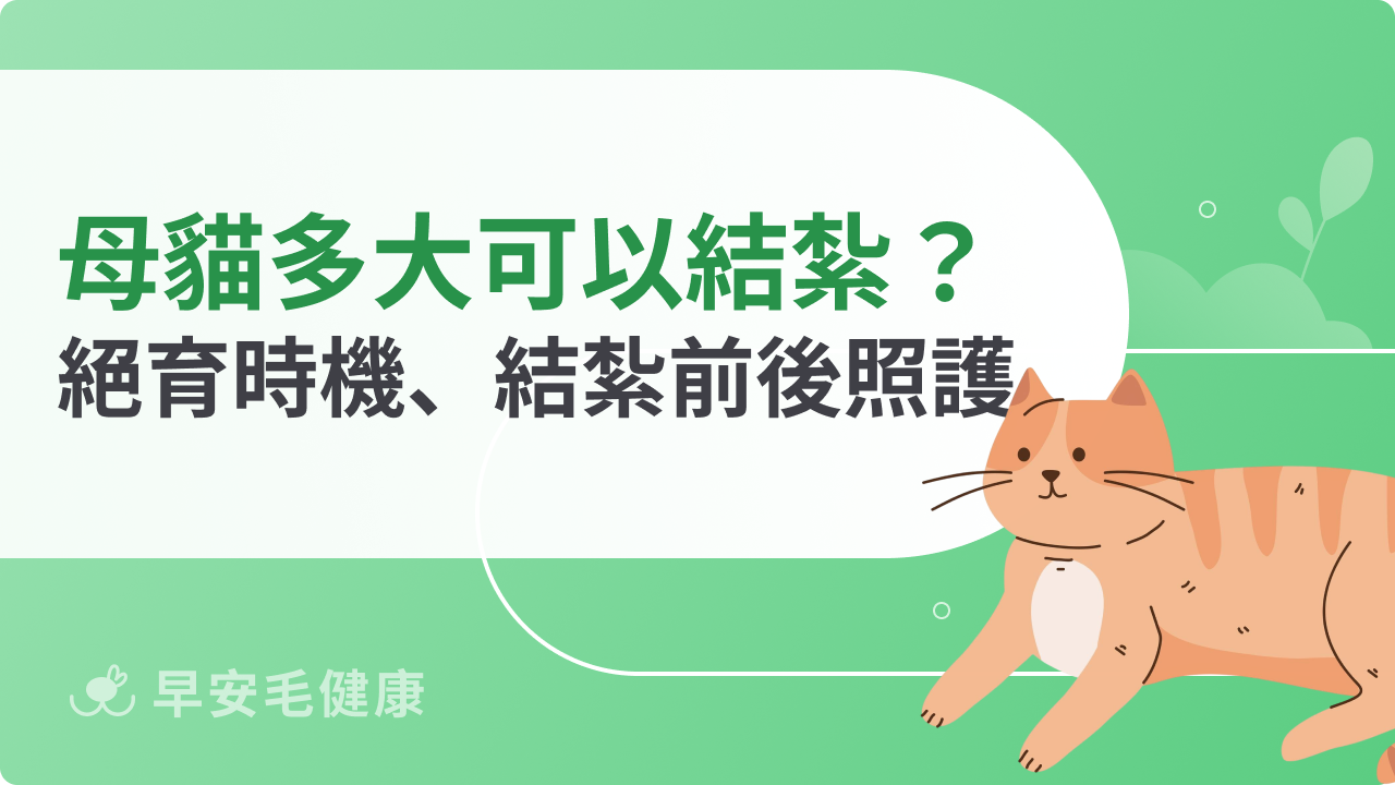 母貓多大可以結紮?最佳絕育時機、結紮前後照顧重點一次看