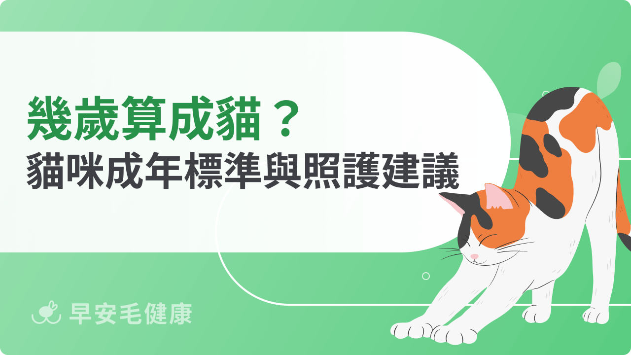 幾歲算成貓?從生理變化看貓咪成年標準與照護建議