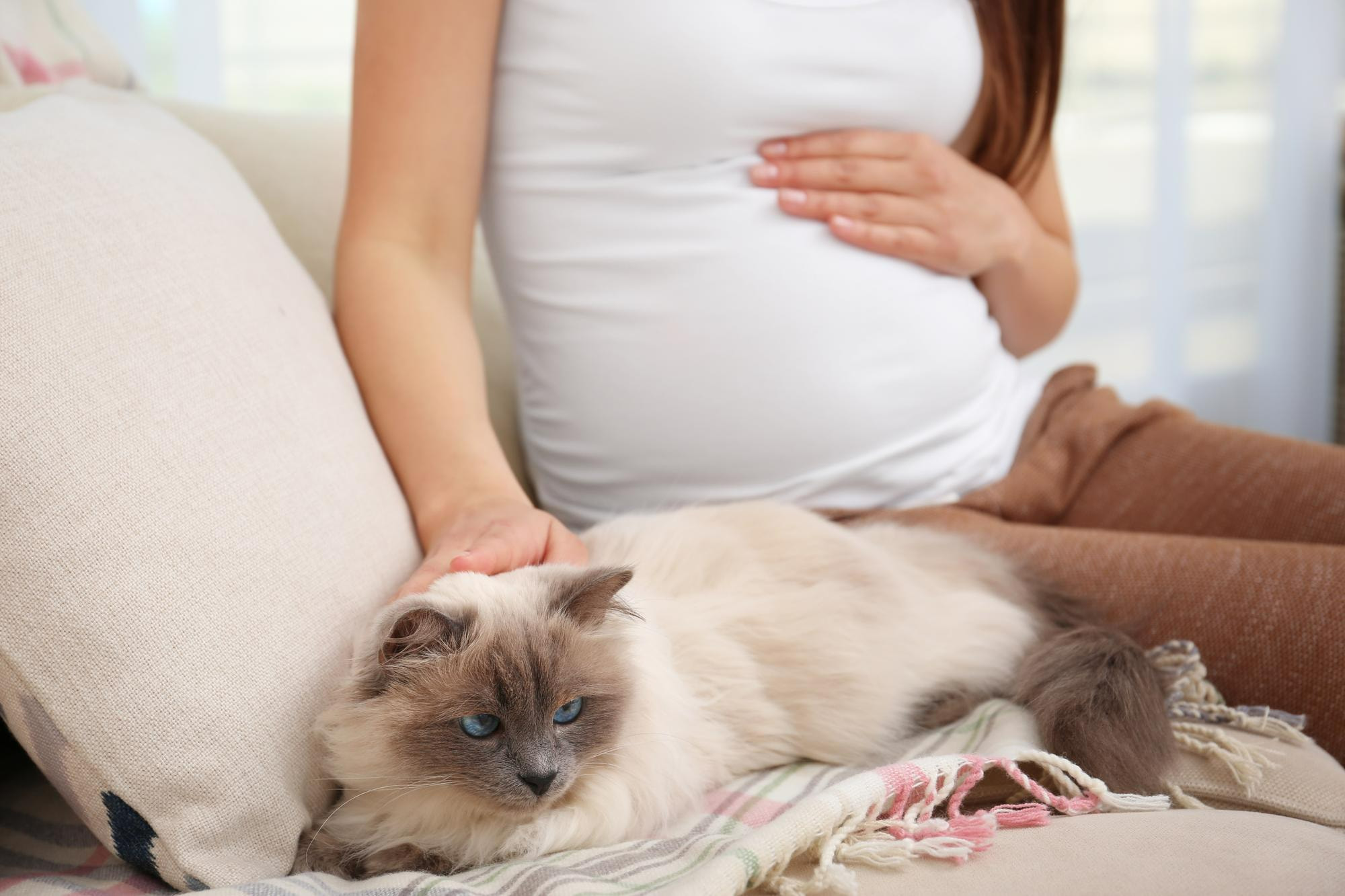 孕婦坐在沙發撫摸貓咪