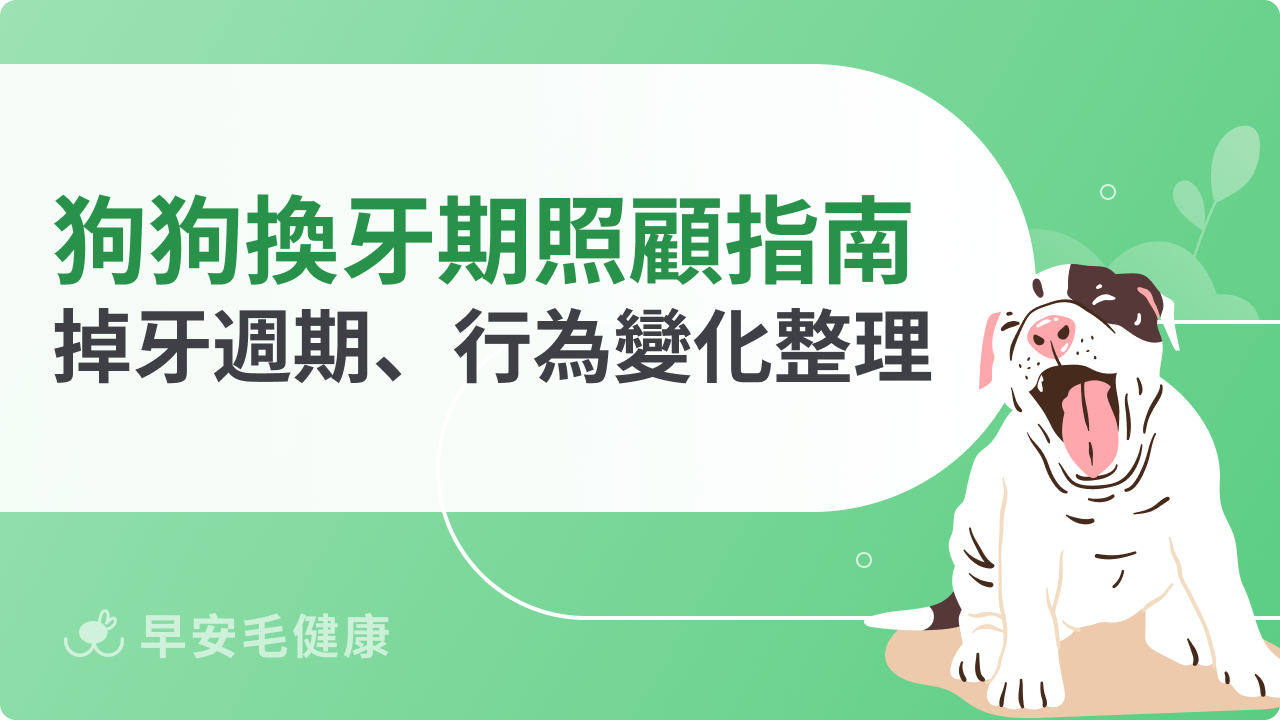 狗狗換牙期照顧指南:掉牙週期、行為變化、注意事項統整