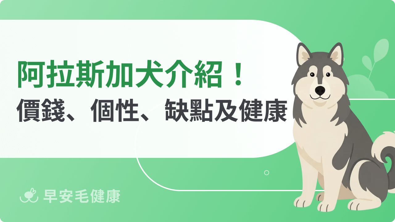 阿拉斯加犬的5大挑戰:體型、個性、花費、掉毛與台灣飼養須知