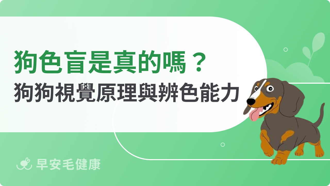 狗色盲是真的嗎?狗狗視覺原理與辨色能力總整理
