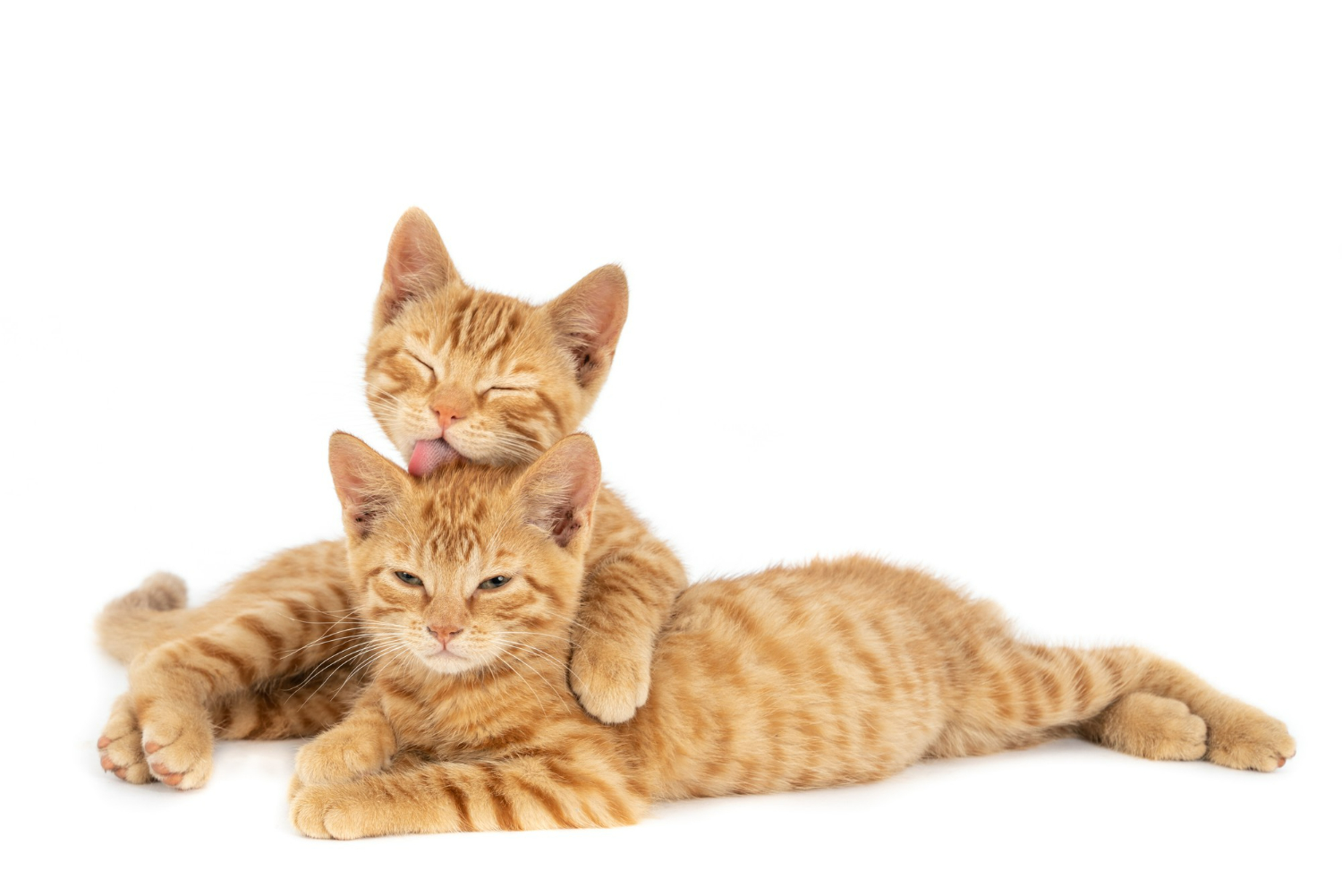 57. AI - cat-personality-analysis-1