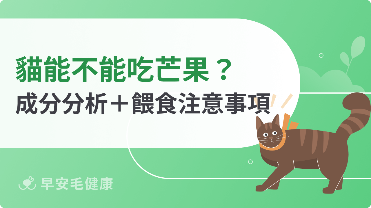 貓能不能吃芒果?成分分析+餵食注意事項總整理