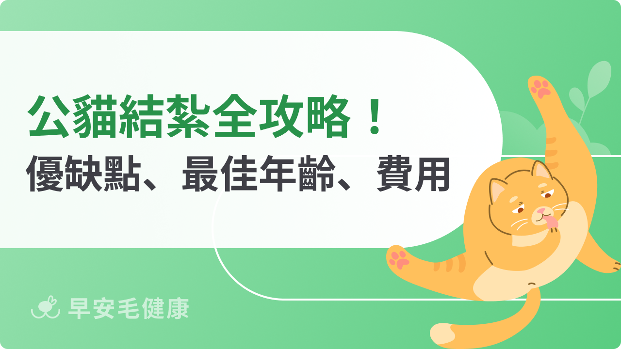 公貓結紮全攻略:優缺點、年齡、補助費用、照顧方式整理