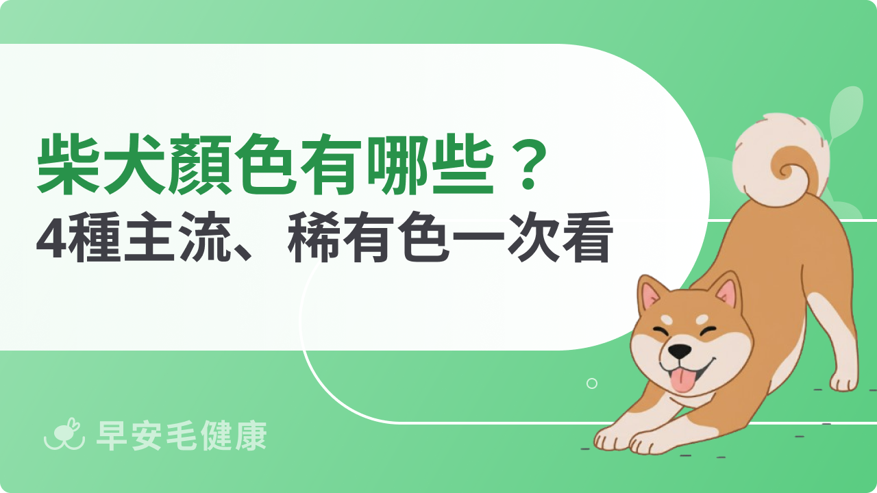 柴犬顏色有哪些?赤柴、黑柴、白柴和稀有花色一次看