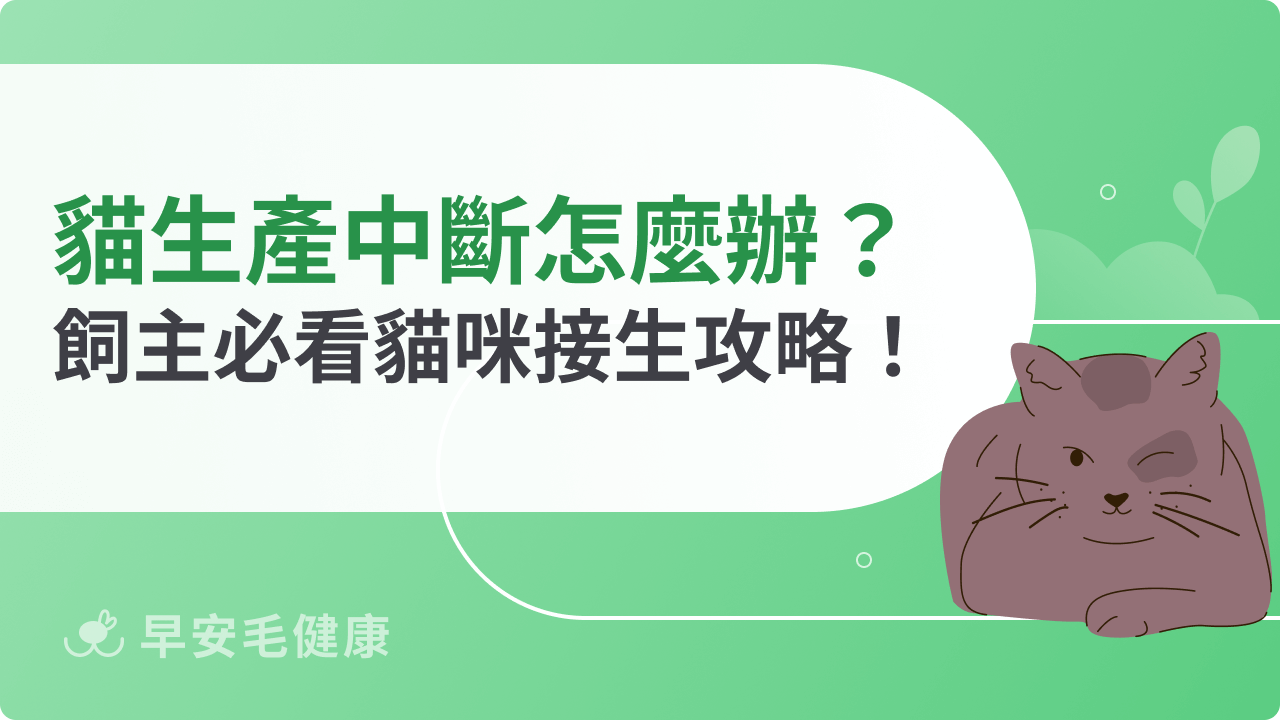 貓生產中斷怎麼辦?飼主必看貓咪接生攻略!