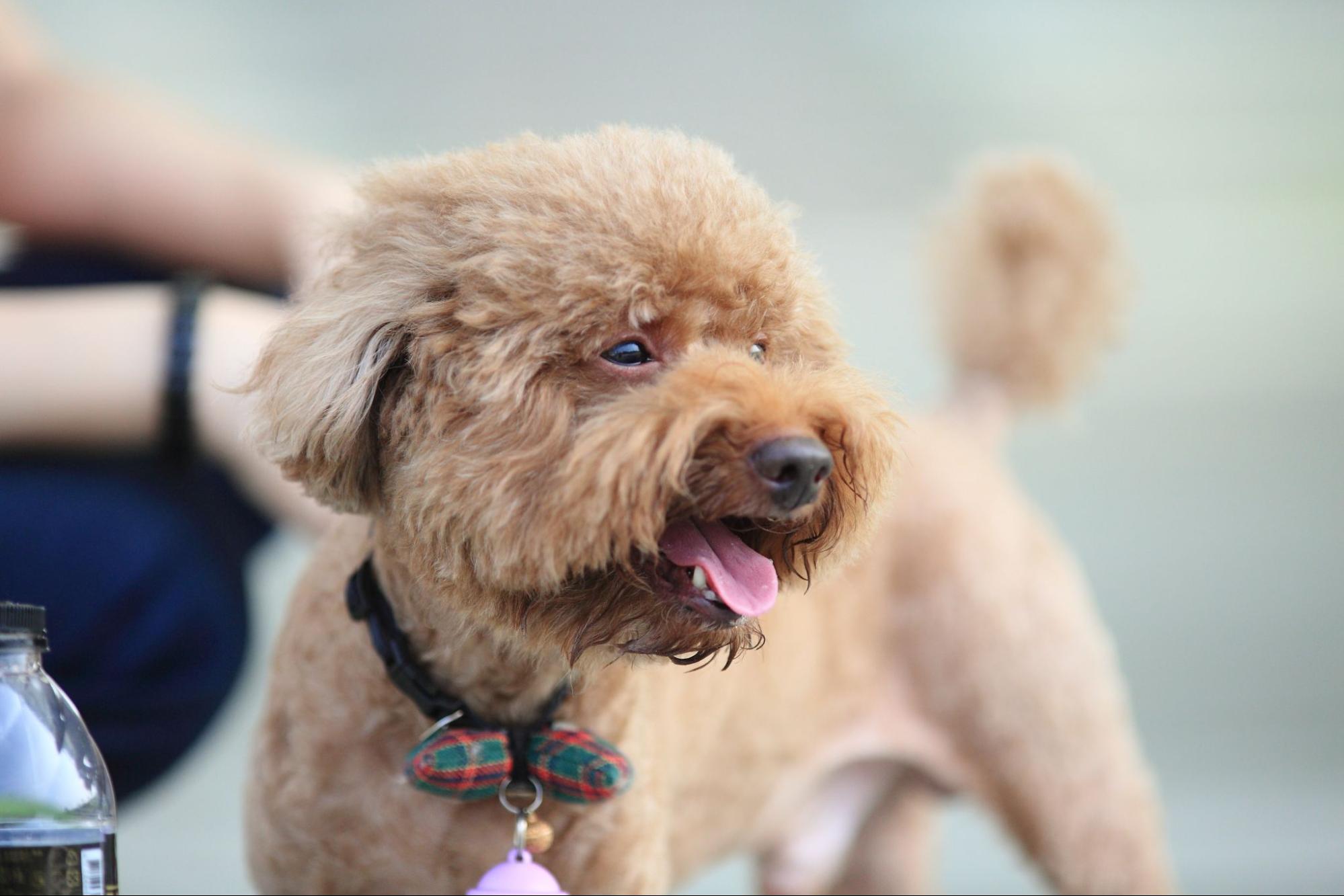 247. AI - poodles-iq-1