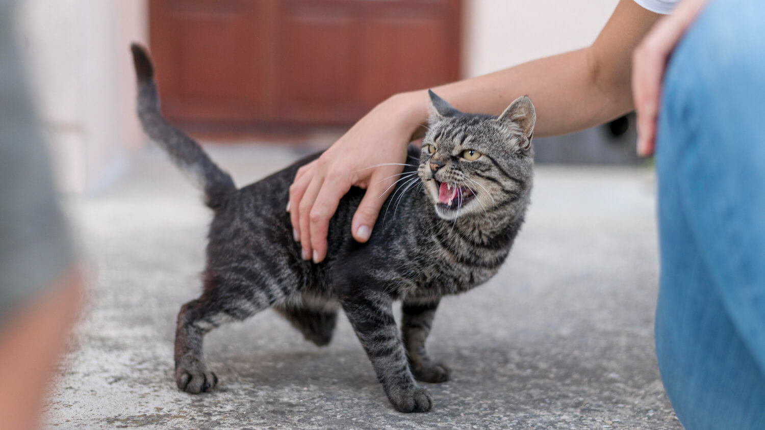11.male-cat-neutering-2