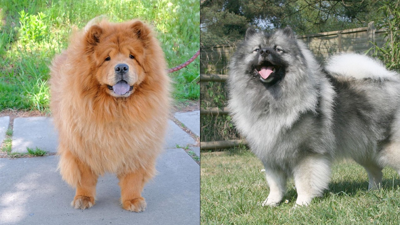 鬆獅犬 v.s. 荷蘭��毛獅犬